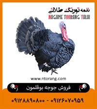 فروش جوجه بوقلمون